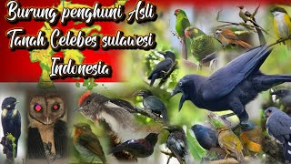 BURUNGBURUNG ENDEMIK PULAU SULAWESI DAN SUARA ASLINYA [upl. by Nahsin979]