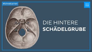 Hintere Schädelgrube  Anatomie einfach erklärt  Kenhub [upl. by Nuoras938]