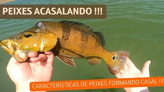 PEIXES FORMANDO CASAIS  DIA DE MUITOS PEIXES GRANDE [upl. by Sigler288]