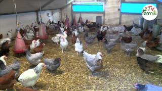 Les poules sont de retour [upl. by Erdrich173]