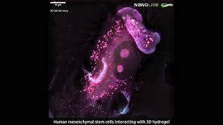 Human Mesenchymal Stem Cell interacting with 3D hydrogel biotechnology [upl. by Wallas848]