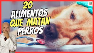 🔴 20 ALIMENTOS QUE PUEDEN LLEGAR A MATAR A TU PERRO 🆘 MORTALES PARA PERROS ADULTOS Y CACHORROS [upl. by Nadeau]