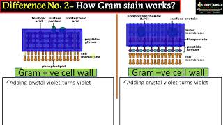 Mnemonics for gram positive and gram negative bacteria  Gram positive and negative bacteria [upl. by Anelim]