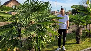 Zakończenie sezonu Pomiary palm Trachycarpus Fortunei Wagnerianus Butia Capitata Brahea Armata [upl. by Sumerlin298]