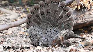 Grey Peacockpheasant  Polyplectron bicalcaratum [upl. by Nedrah]