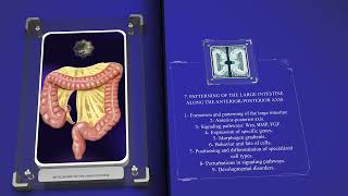 Development of the Large Intestine [upl. by Yblok229]