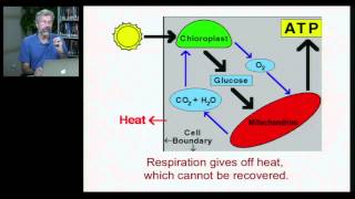 Biology 1001  Ecosystems 2 [upl. by Ronile]