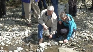 Lake Sammamish Kokanee Release [upl. by Poyssick]