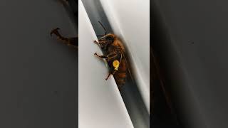 This is Beckett the Female Worker Honey Bee [upl. by Anitnegra670]