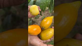 Egg Fruit  Canistel  முட்டை பழம் shortsfeed shortsvideo allwinjilly [upl. by Theron]