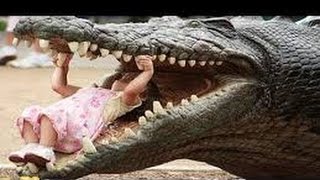 El cocodrilo mas grande Documentales de Animales Salvajes Documental Cocodrilos Gigantes HD 2015 [upl. by Behah]