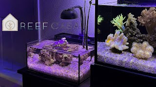 Should you setup a pico reef ReefCasa 6g review [upl. by Reteip927]