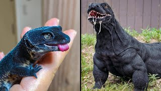 ANTES Y DESPUÉS DE ANIMALES CRECIENDO INCREÍBLES TRANSFORMACIONES DE ANIMALES [upl. by Haney1]