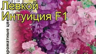 Левкой обыкновенный Интуиция Краткий обзор описание характеристик matthiola incana [upl. by Halford]