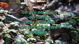 Un giro nel bosco del Campo della promessa tra ruderi e natura selvaggia [upl. by Carbone]