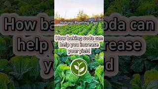 How baking soda can help you increase your yield plants shortvideo garden youtubeshorts [upl. by Erickson]