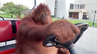 Orangutan driving golf cart to GTA San Andreas music 10 hours [upl. by Vivien47]