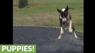 This Bull Terrier jumps on a trampoline just like humans [upl. by Ahsienal]