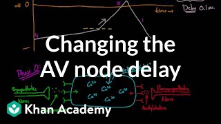 Changing the AV node delay  chronotropic effect  NCLEXRN  Khan Academy [upl. by Melia]