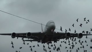 Emirates Airbus A380 Crosswind Landings [upl. by Reisch]