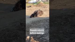 Female ostrich before mating youtubeshorts birds wildlifeostrich [upl. by Notla]