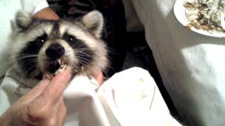 Trouper the blind raccoon loves Judys pie [upl. by Garin]