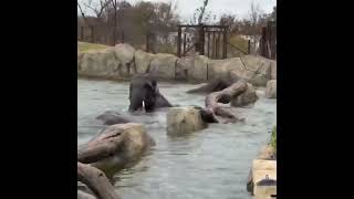 Elephants Splash Around at Cincinnati Zoo Pool Party [upl. by Htinnek]