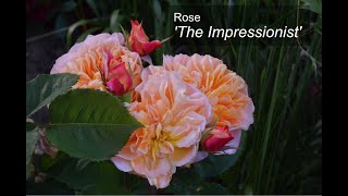 Climbing Rose The Impressionist [upl. by Docile]