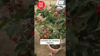 Cherry Seeds  Easy to Grow and Harvest at Home [upl. by Adair]