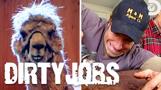 The Dirtiest Animal Jobs  Dirty Jobs  Discovery [upl. by Pudendas49]