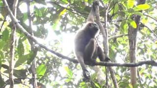 Gibbon swinging through trees in Sabangau [upl. by Dagall467]