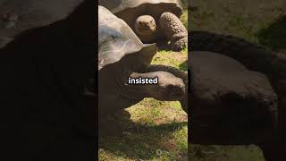 🐢 How Galapagos Tortoises Inspired Evolution nature science history darwin [upl. by Orgel94]