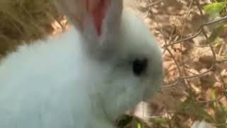 Rabbit Screaming slow motion [upl. by Nyleve]