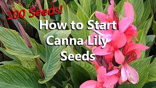 The Easiest and Best Method to Start and Grow Canna Lily Seeds with Step by Step Instructions [upl. by Arreis]