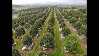 Integrated Farming System KEBUN DURIAN MUSANG KING oleh praktisi tanaman buah [upl. by Dnomayd188]