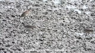 Whimbrel  Chiu S C DSCN1308 [upl. by Tammara]