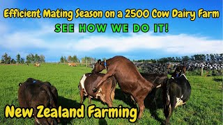 Efficient Mating Season on a 2500Cow New Zealand Dairy Farm  See How We Do It [upl. by Aryhs]