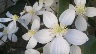 Clématite ou Clematis armandii Apple Blossom Lavalanche parfumée [upl. by Aicercul285]