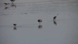 Wilsons Phalarope feeding [upl. by Anadal947]