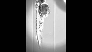 ZEISS Lightsheet Z1  Zebrafish Embryo 360° [upl. by Ludovick]