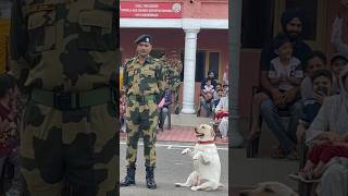 🐶 Amazing Dog 🐕 Parade Of BSF 🔫 Jammu SuchetGarh shorts [upl. by Akined980]