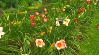 How to Grow Daylilies  What is a Daylily [upl. by Oech]