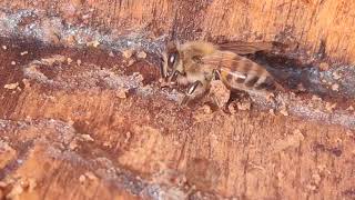 Worker Collecting Propolis [upl. by Scever]