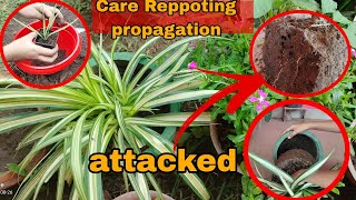 Repotting Pandanus Plant Attacked by Ants and Pests  Pandanus Care amp Propagation pandanus [upl. by Seldon]