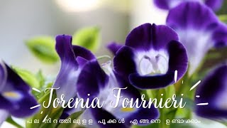 Torenia Fournieri  Wishbone Flower  എല്ലാ കാലവും പൂക്കൾ തരുന്ന ചെടി  Malayalam [upl. by Yttocs]