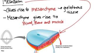 Embryonic Tissues [upl. by Rehpoitsirhc772]