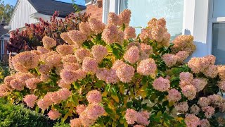 Hydrangeas In The Fall With Lovely Color [upl. by Attiuqehs]