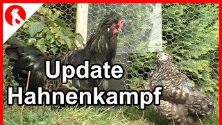 Puschel und Giesela  Update Hahnenkampf  Jensman and the Huhns [upl. by Ferwerda]