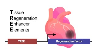 TREE therapy Tissue regeneration enhancer elements from zebrafish can help mammalian hearts heal [upl. by Joacima]