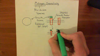 p53 and the Response to Mitogen Overactivity Part 1 [upl. by Enyawad]